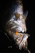 © Fisho's Tackle World