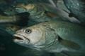 © NSW DPI - Recreational Fisheries