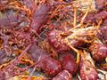 © Victorian Fisheries Authority