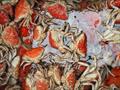 © Victorian Fisheries Authority