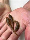 © Victorian Fisheries Authority
