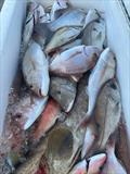 © Fisho's Tackle World