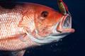 © American Sportfishing Association