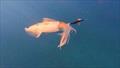 © Fisho's Tackle World Hervey Bay