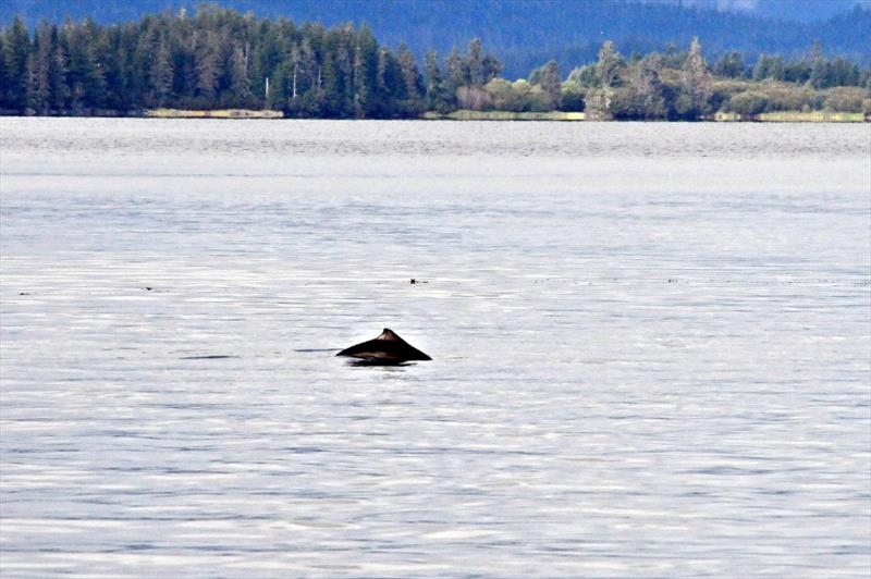 A Harbor Porpoise breaking the surface of the water - photo © NOAA Fisheries