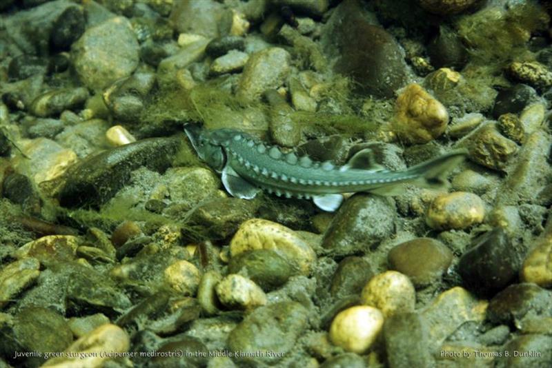Juvenile green sturgeon - photo © Thomas Dunklin