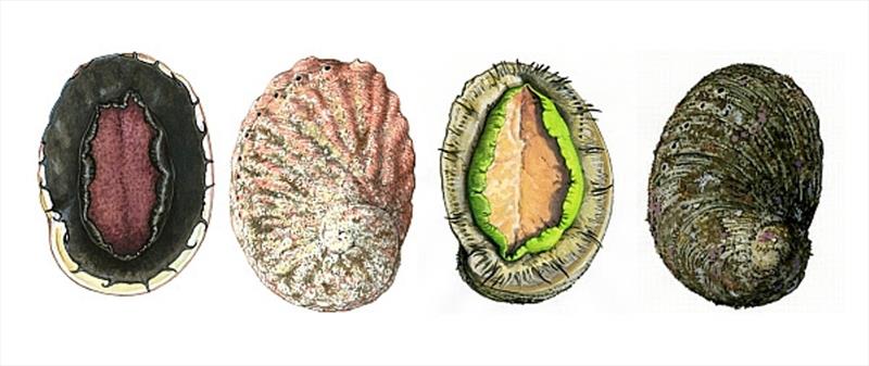 Abalone Fishery - Draft Harvest Strategy - photo © DPIPWE Fishing