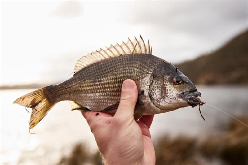 Sam Shelley snuck out between showers yesterday and snagged a few small bream on fly. - photo © Spot On Fishing Hobart