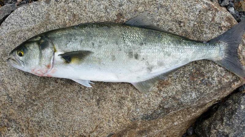 Derwent River Taylor caught by Dave Horner - photo © Spot On Fishing Hobart