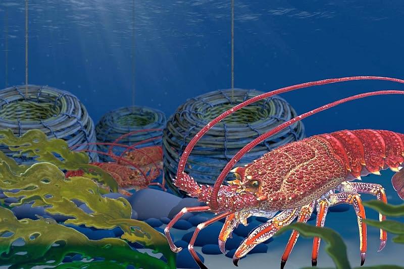 Rock lobster - photo © DPIPWE Fishing