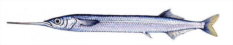 Garfish - photo © DPIPWE Fishing