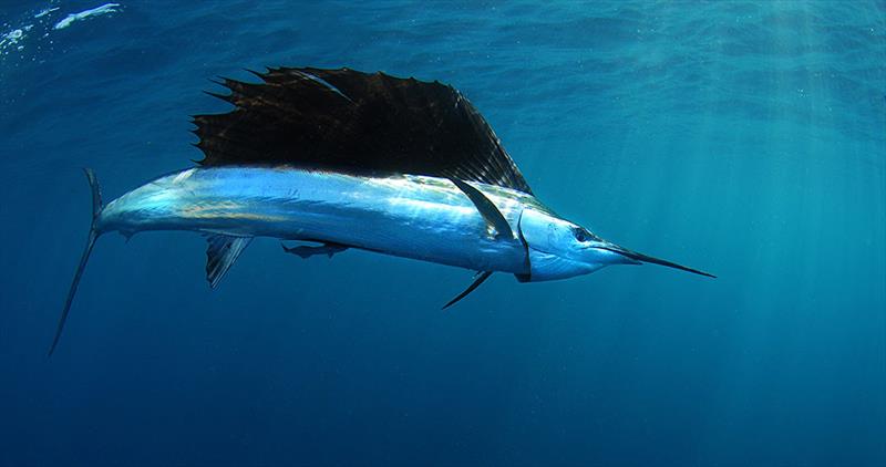 Any Fish, Any Water: Photography by Jason Arnold - photo © AFTCO