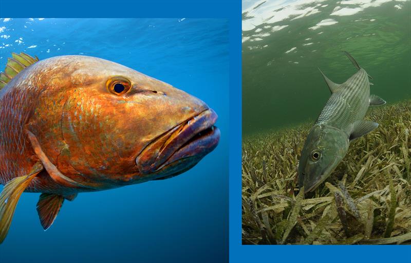 Any Fish, Any Water: Photography by Jason Arnold - photo © AFTCO