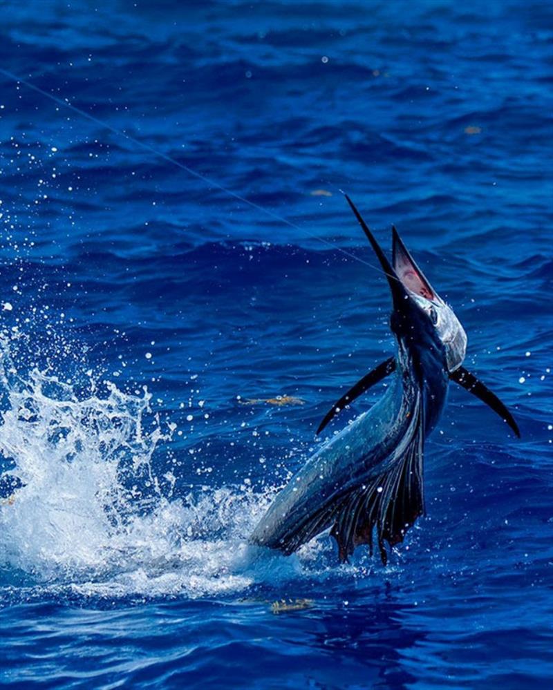 Tanacom 800 in action - photo © Daiwa