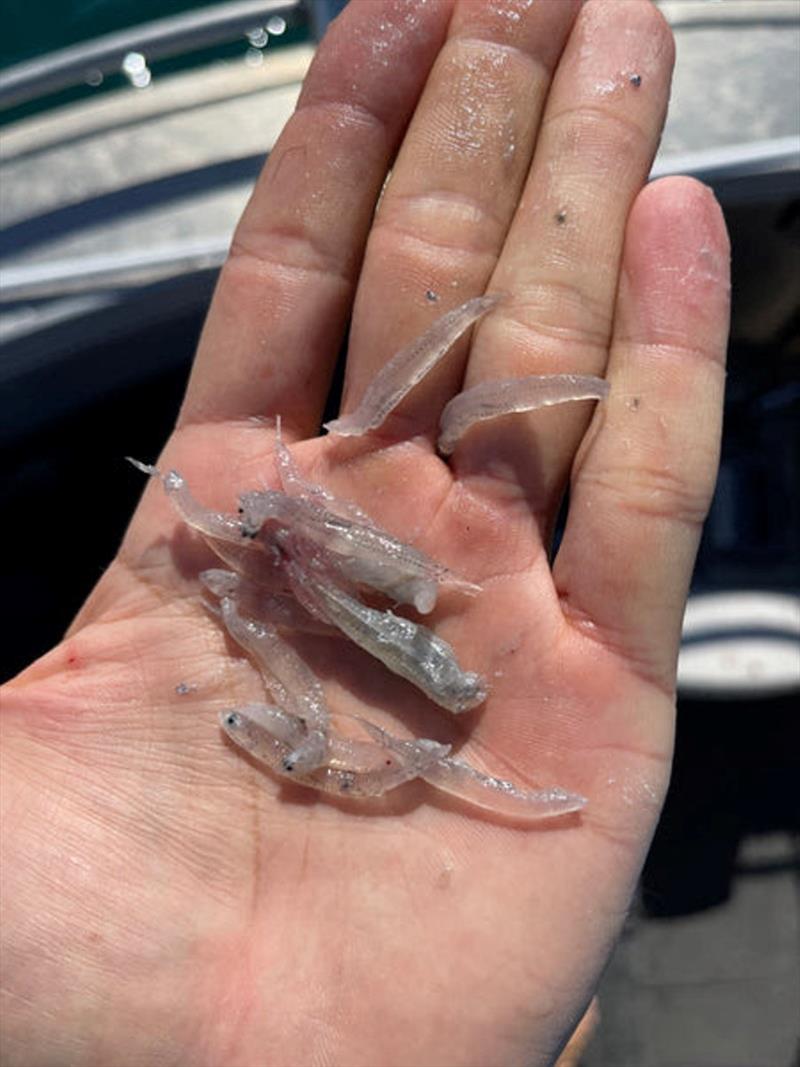 Locally referred to as rain bait, this is what the mack & longtail tuna have been feeding on throughout the bay and straits, hence manys frustrations trying to get a bite - photo © Fisho's Tackle World