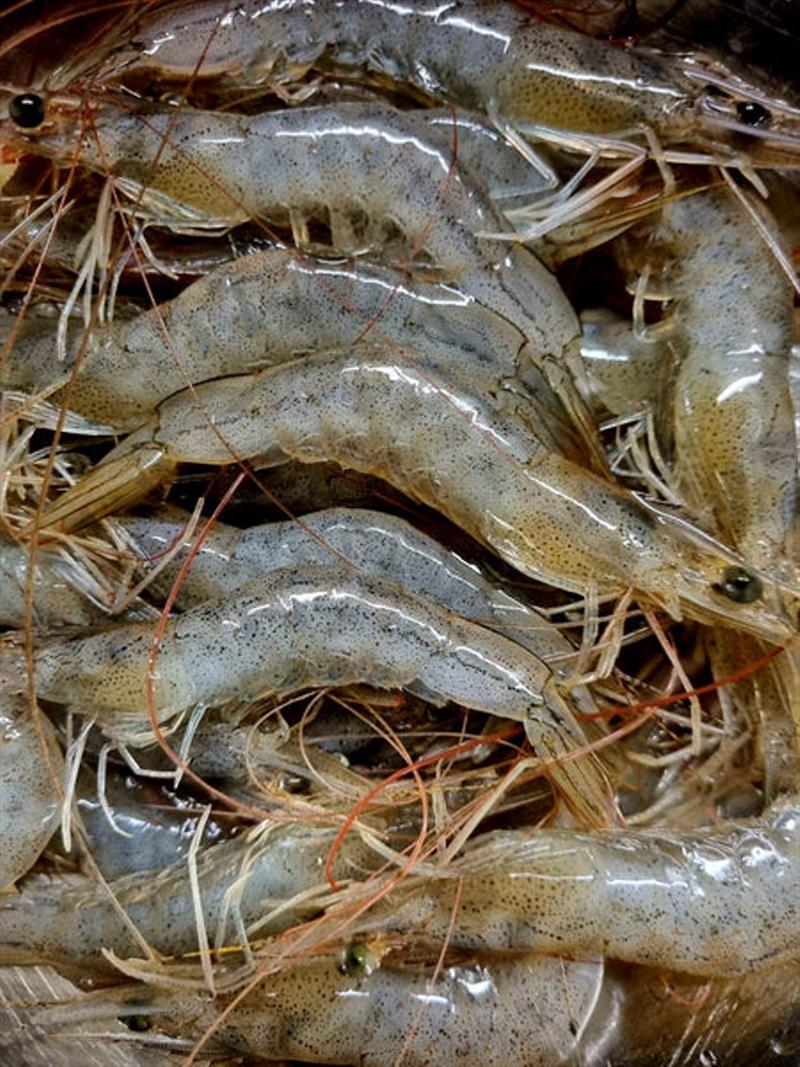 The prawns this season have been a little hit and miss, however,  they are still there to be caught for those who put in the effort - photo © Fisho's Tackle World