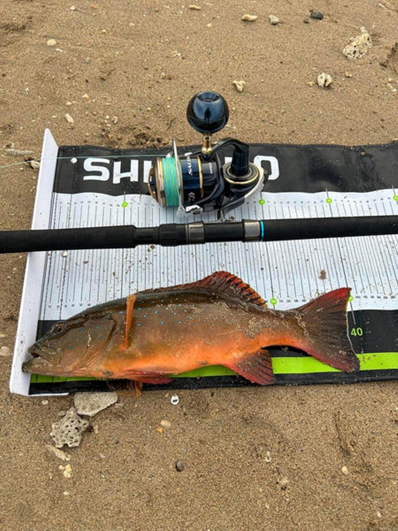 Land based coral trout aren't an uncommon capture for those willing to put in the effort around our rocky foreshores - photo © Fisho's Tackle World