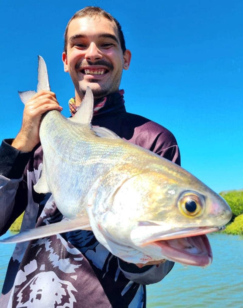 Blue salmon will become a regular capture throughout our bay's waters, often found around creek mouths and adjacent flats - photo © Fisho's Tackle World