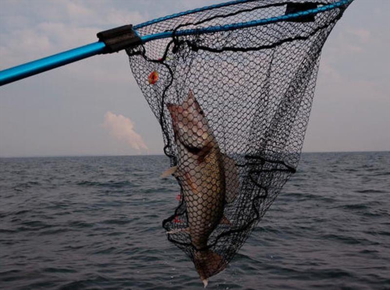Mason walleye net - photo © St. Croix Rods
