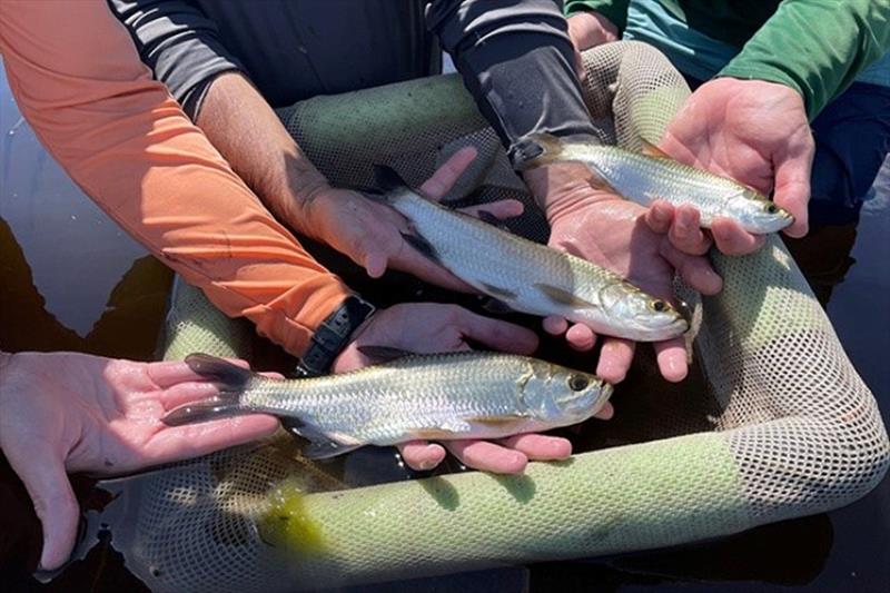 Juvenile tarpon at Robinson Preserve - photo © Florida Fish and Wildlife Conservation Commission