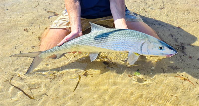 North Coast angler Luke Giovanetti submitted this interesting catch to the Department - photo © NSW DPI