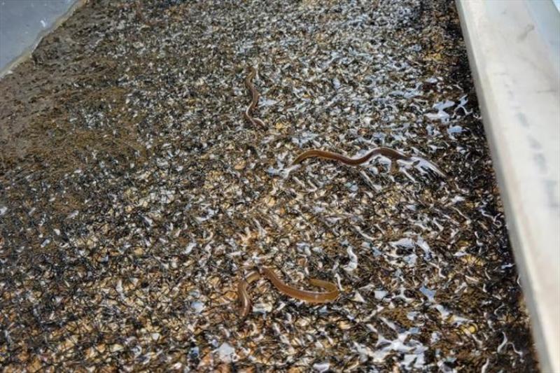 View of the interior of the Blewett Falls eelway showing juvenile eels climbing nylon matting photo copyright Justin Dycus / Duke Energy taken at  and featuring the Fishing boat class