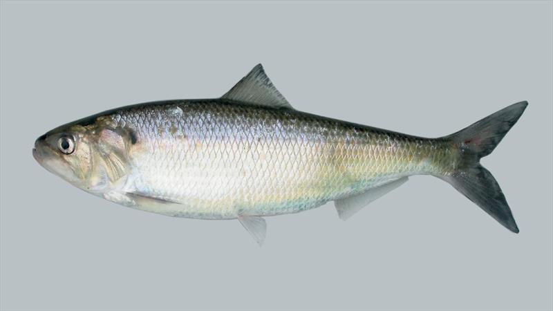 American shad, one of the target species for this work - photo © Fritz Rohde / NOAA Fisheries