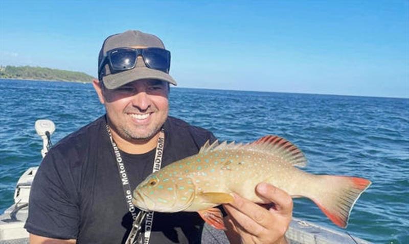 Bar-cheeked trout are very inquisitive, and aggressive predators. This makes them suckers for many lures, regardless of the fish's size - photo © Fisho's Tackle World