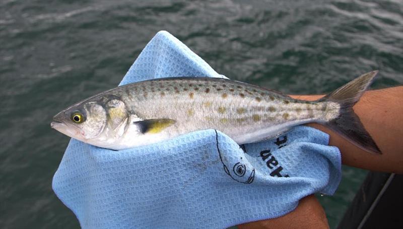 This good sized salmon was recently caught from shore in the D'Entrecasteaux Channel - photo © Department of NRE Tasmania