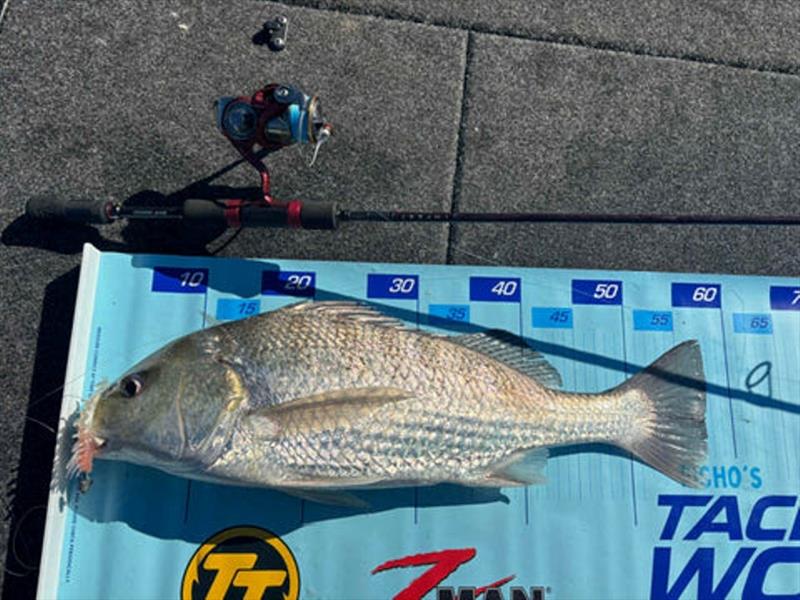 There are plenty of grunter down the straits, and small prawn or yabby imitations such as the Rapala Crush City Imposter are as good as any to tempt them - photo © Fisho's Tackle World