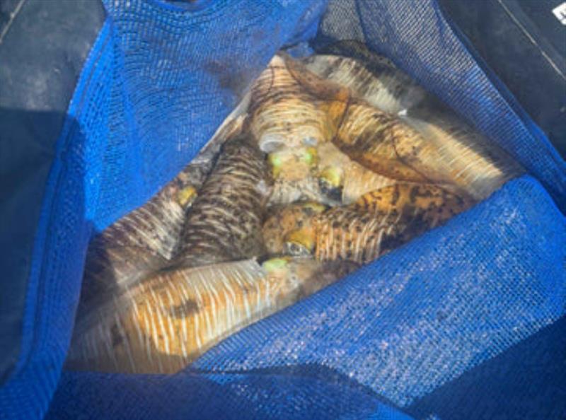 Ensure you have squid jigs with you this time of year. The 2.5 or 3.0 sizes are the go for the larger tiger squid - photo © Fisho's Tackle World