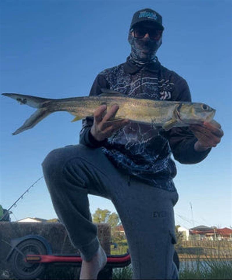 Small-medium giant herring (ladyfish) are quite prolific in our local estate lakes. Tiny lures will tempt them, as will surface lures - photo © Fisho's Tackle World