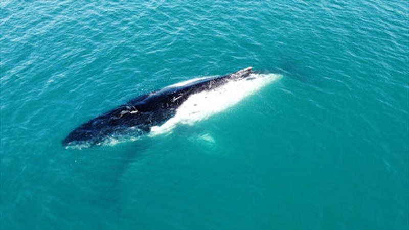 Aston sent in this pic of a half-white humpback spotted off Arch Cliffs recently. Adds another level of interest to the already cool whale-watching experience - photo © Fisho's Tackle World