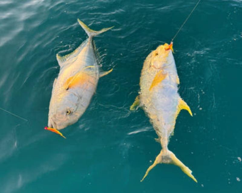 Double headers of golden trevally are not uncommon in Hervey Bay. Watch out for the sharks from now on though - photo © Fisho's Tackle World