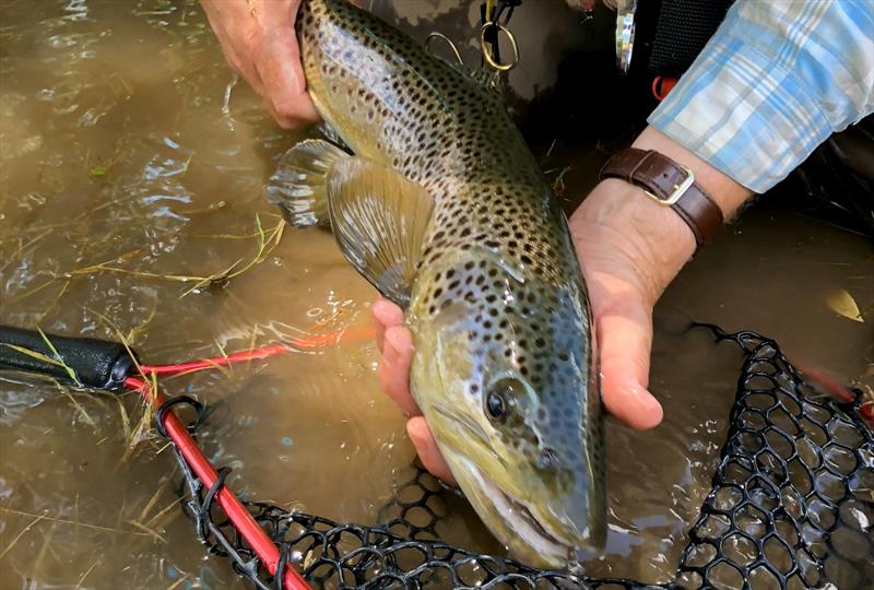 Helping our wild trout in hot water photo copyright VRFish taken at VRFish and featuring the Fishing boat class
