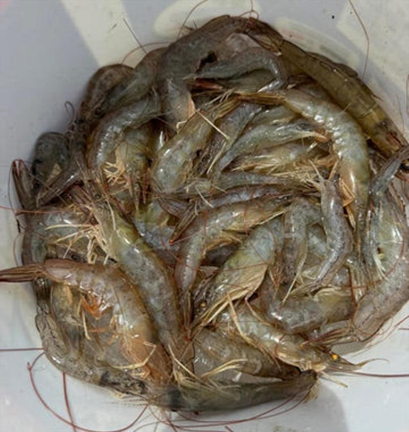 Burrum River prawns caught just before the latest fresh. Recent rains have secured a fantastic future for prawn fans - photo © Fisho's Tackle World