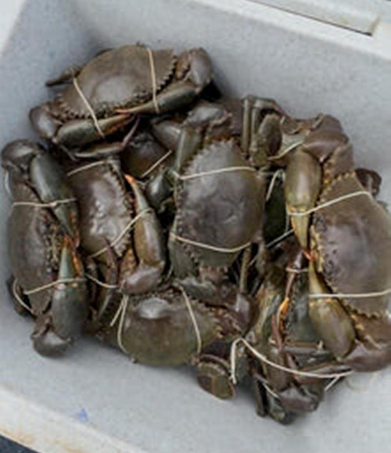 The muddies are on the move and it's a race to get to the motherlode first - photo © Fisho's Tackle World