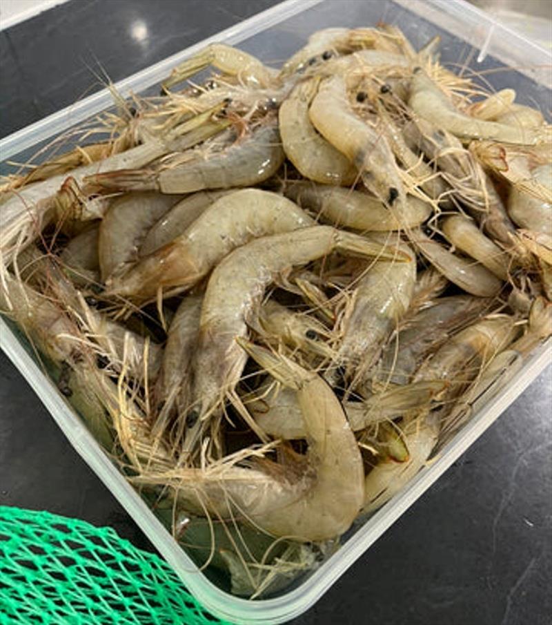 Banana prawns will be on the menu for many folks this week. Expect a real prawn bonanza fairly soon - photo © Fisho's Tackle World