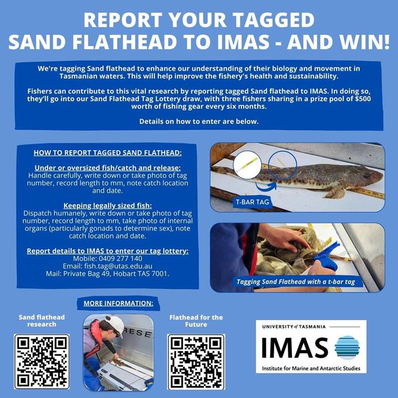 Make sure to check your Sand Flathead for a tag. Report it to IMAS, and you could win a prize! - photo © Department of NRE Tasmania