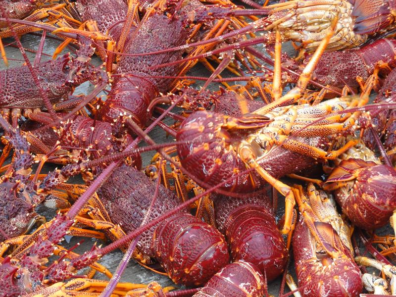 Rock lobster photo copyright Victorian Fisheries Authority taken at  and featuring the Fishing boat class
