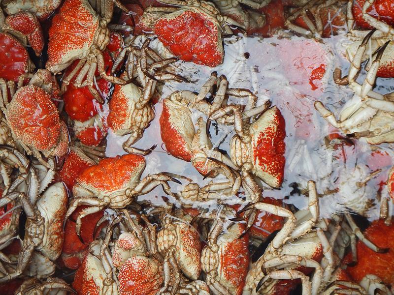 Seized giant crab - photo © Victorian Fisheries Authority