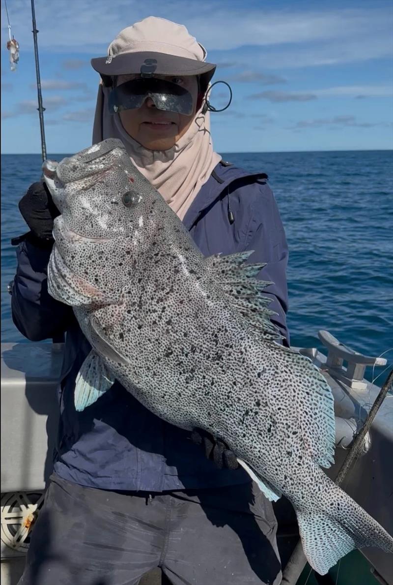 You know you are on prime reef when you are catching cattle dogs. Yet another prime reef fish caught on a recent D.I. Point Fishing Charter - photo © Fisho's Tackle World