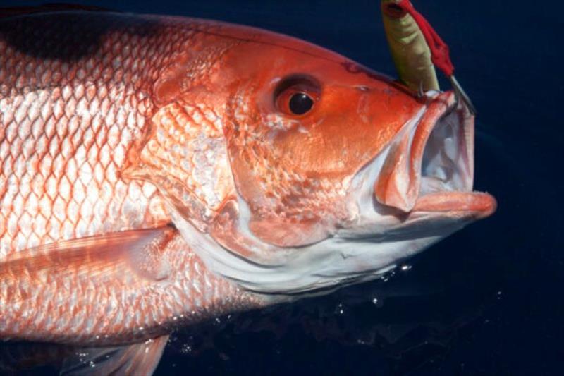 Saltwater Red Snapper photo copyright American Sportfishing Association taken at  and featuring the Fishing boat class
