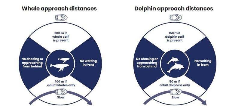 Keep your distance, keep it safe: Fishing around whales in NSW waters - photo © DPIRD Fisheries
