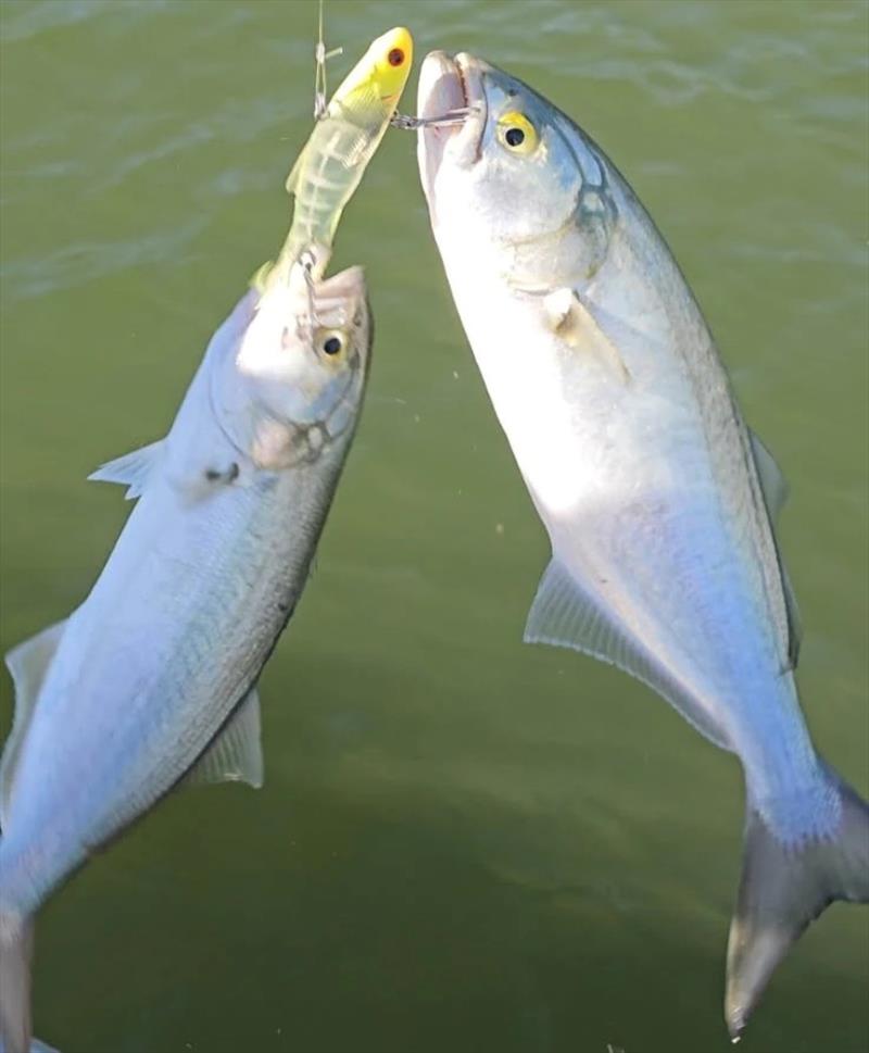 Chopper tailor are proving a real nuisance in the Burrum and down the straits. This pair snaffled Jacko's vibe whilst their mates chased on - photo © Fisho's Tackle World Hervey Bay