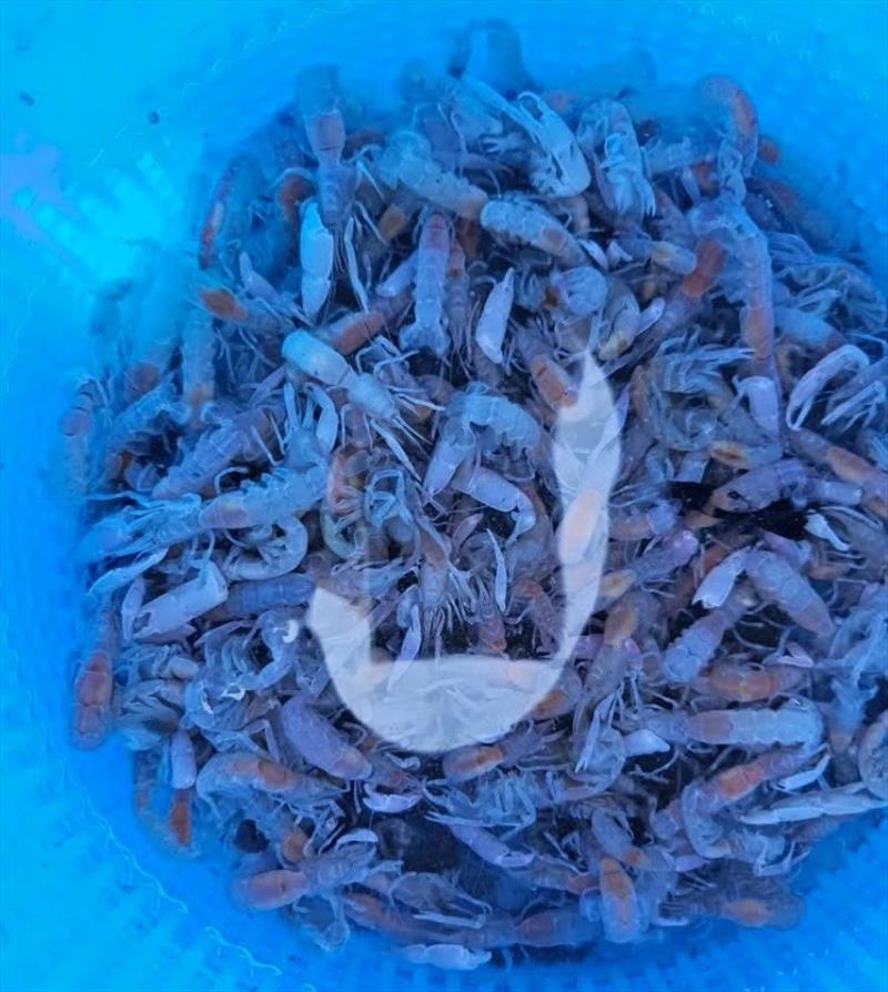If you rely on yabbies for bait you will benefit from using a Tackle World Live Bait Bucket. Super simple for keeping them alive and refreshing water - photo © Fisho's Tackle World Hervey Bay