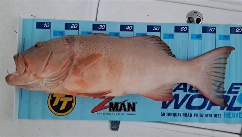 Bigger bar-cheek coral trout are the main target for many northern bay fishos. You need to find shark-free waters to land any this size - photo © Fisho's Tackle World Hervey Bay