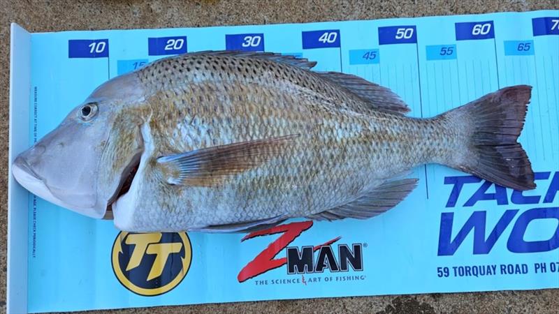 Grassy sweetlip are common in the northern bay and get quite sizeable. Avoid the sharks and you can catch plenty of this size or even bigger - photo © Fisho's Tackle World Hervey Bay