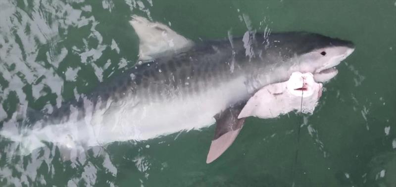 Sharks are usually night-time captures from the pier, so a tiger like this was an extra-special spectacle in daylight hours photo copyright Fisho's Tackle World Hervey Bay taken at  and featuring the Fishing boat class