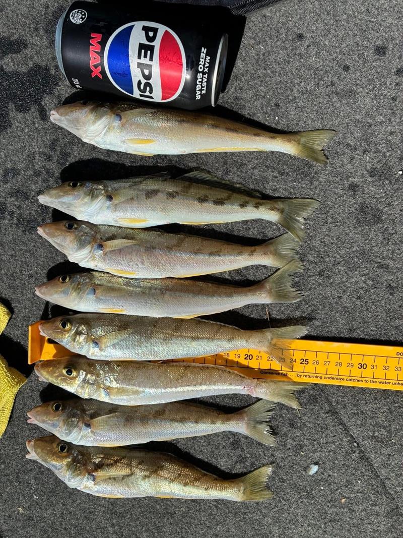 The average size of our winter whiting is quite good right now. An easy feed is in the offing on barely a cupful of fuel - photo © Fisho's Tackle World Hervey Bay